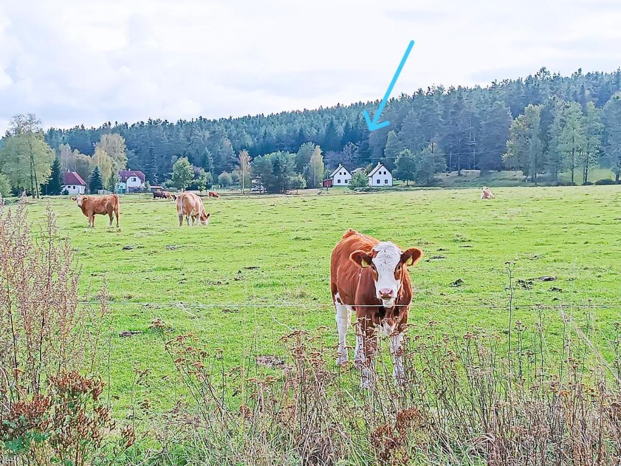 Klidna Lokalita Na Kraji Lesa, Cely Dum S Uschovnu Kol Villa Nova Bystrice Exterior photo